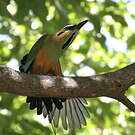 Motmot à sourcils bleus