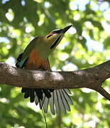 Motmot à sourcils bleus