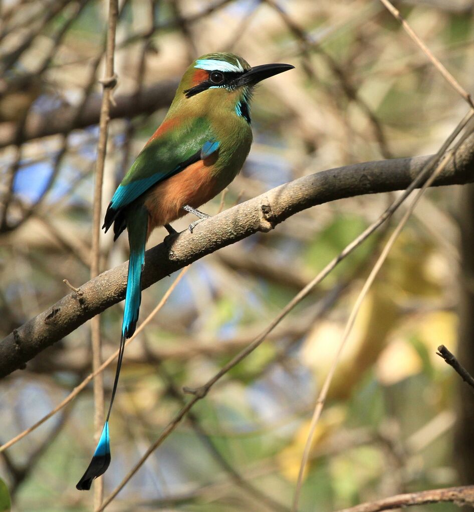 Motmot à sourcils bleus