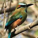 Motmot à sourcils bleus
