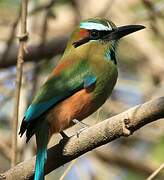 Motmot à sourcils bleus