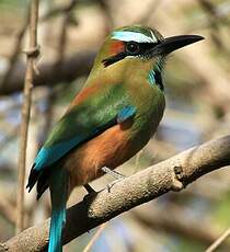 Motmot à sourcils bleus