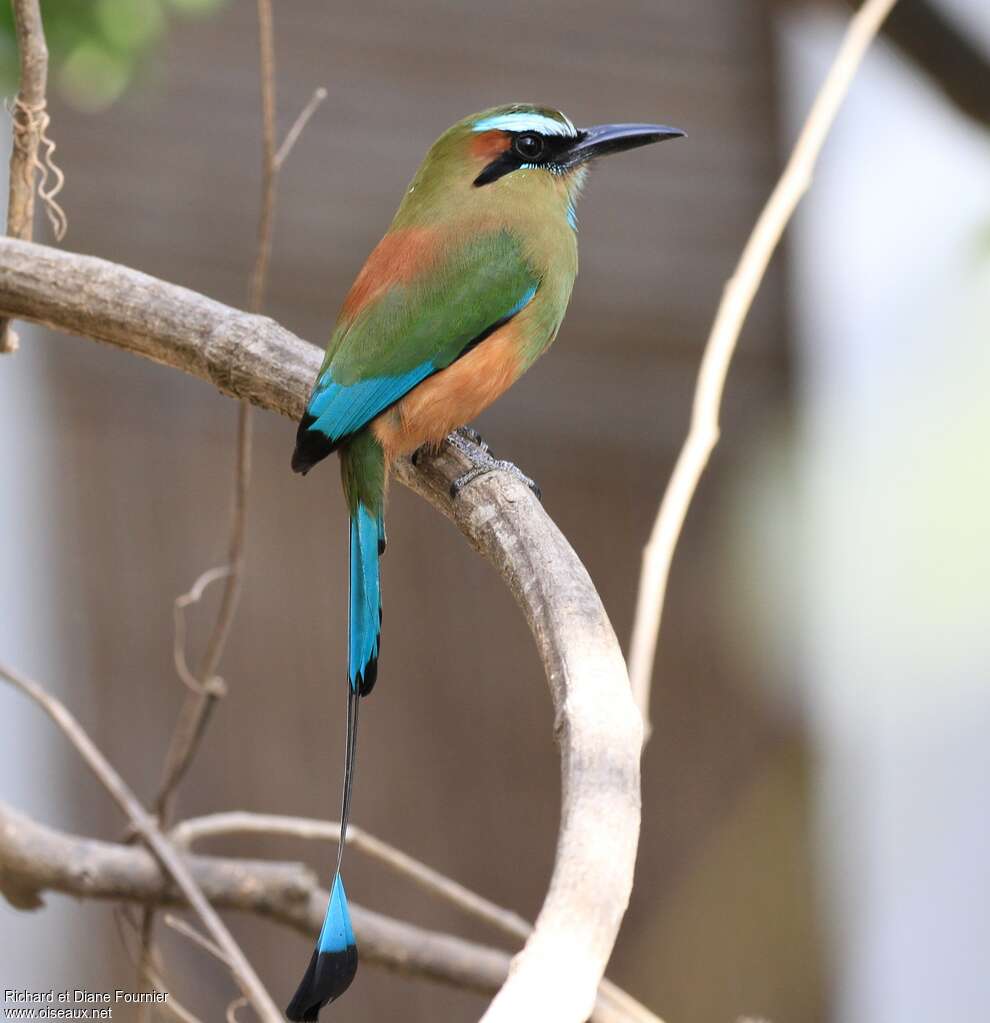 Turquoise-browed Motmotadult breeding, identification