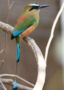 Turquoise-browed Motmot