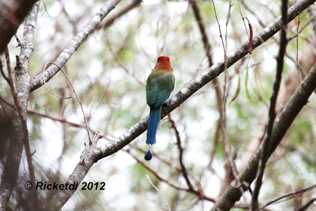 Motmot à tête rousse