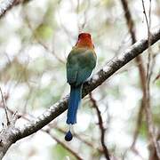 Russet-crowned Motmot