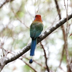 Motmot à tête rousse