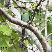 Russet-crowned Motmot