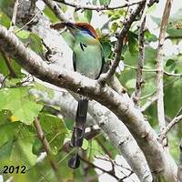 Motmot à tête rousse