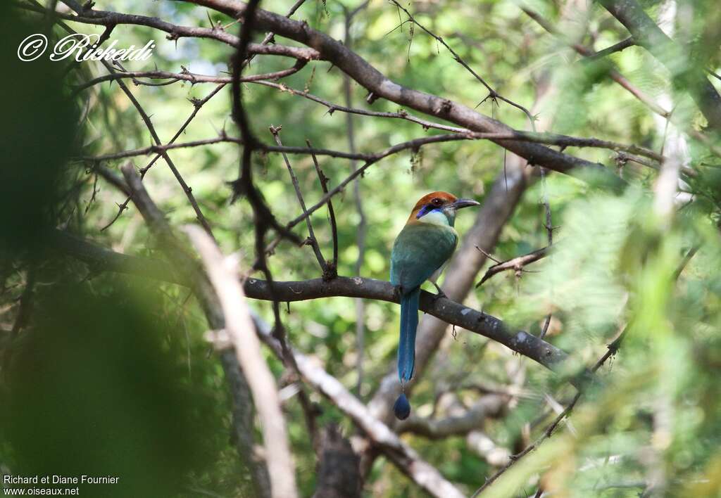 Motmot à tête rousse