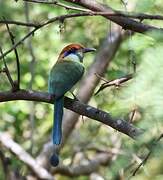 Motmot à tête rousse