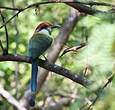 Motmot à tête rousse