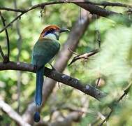 Russet-crowned Motmot