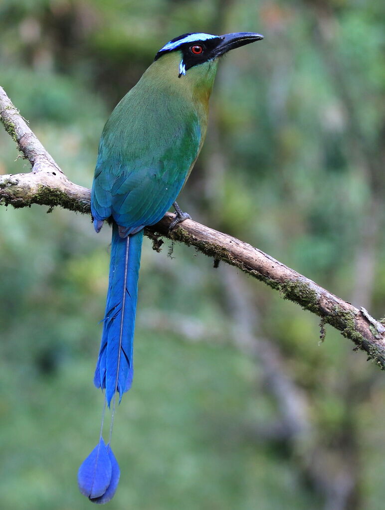 Motmot d'Équateur