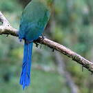 Motmot d'Équateur