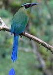 Motmot d'Équateur