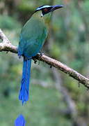 Motmot d'Équateur