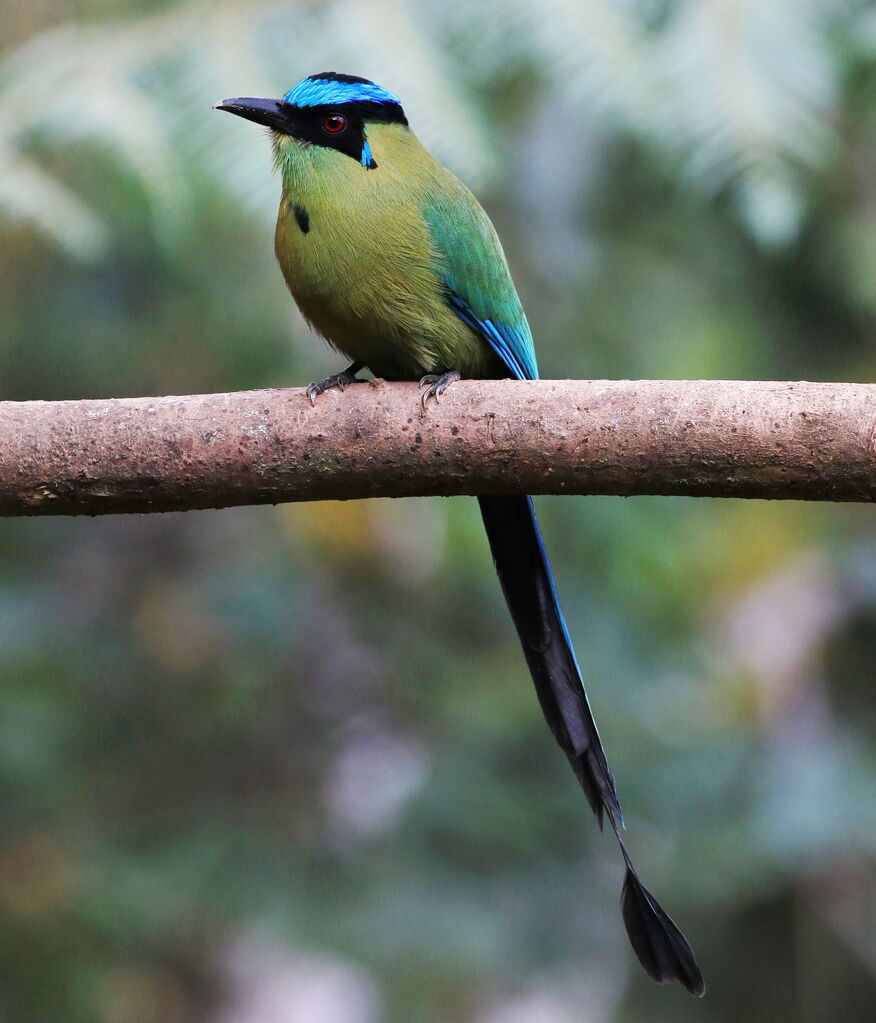 Andean Motmot