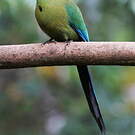 Motmot d'Équateur