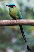 Andean Motmot