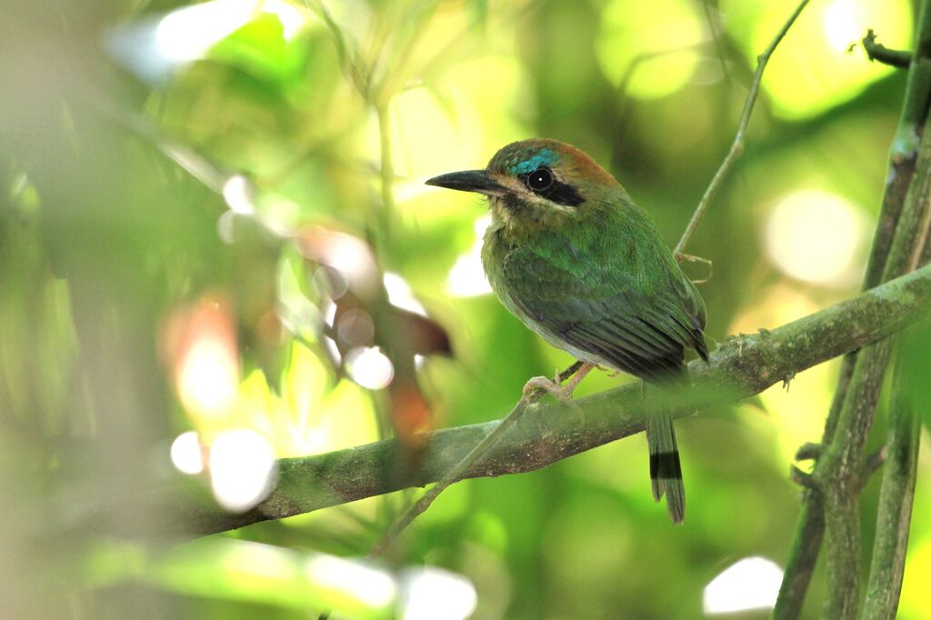 Tody Motmot