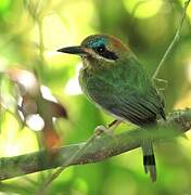 Tody Motmot