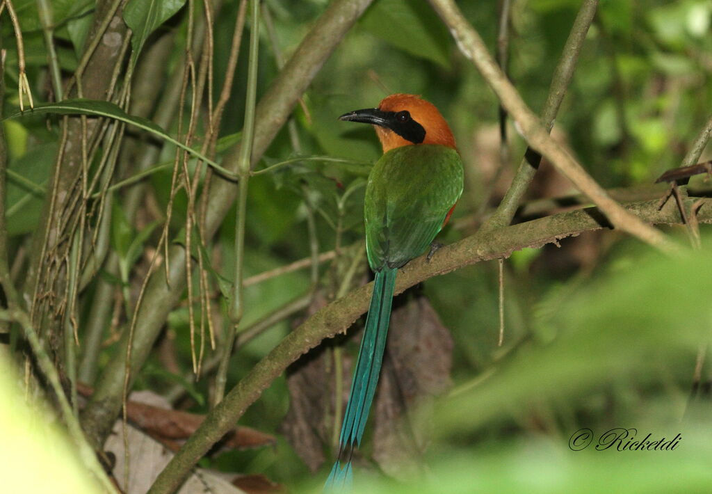 Rufous Motmot