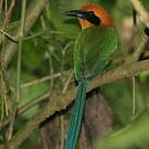 Motmot roux