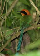 Rufous Motmot