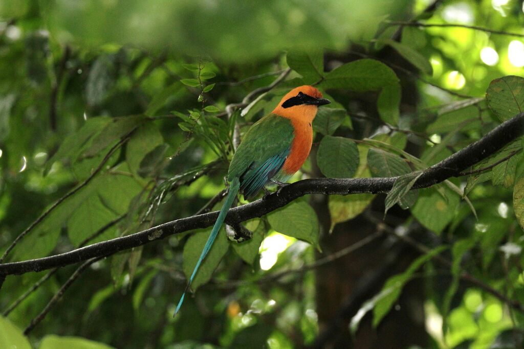 Motmot rouxadulte