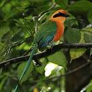 Motmot roux