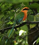 Rufous Motmot