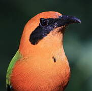 Rufous Motmot