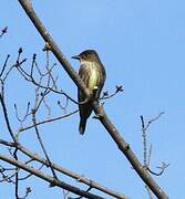 Olive-sided Flycatcher