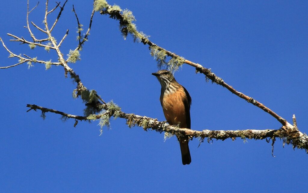 Streak-throated Bush Tyrant