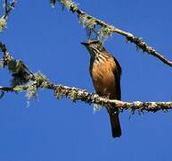 Streak-throated Bush Tyrant