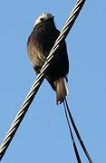 Long-tailed Tyrant