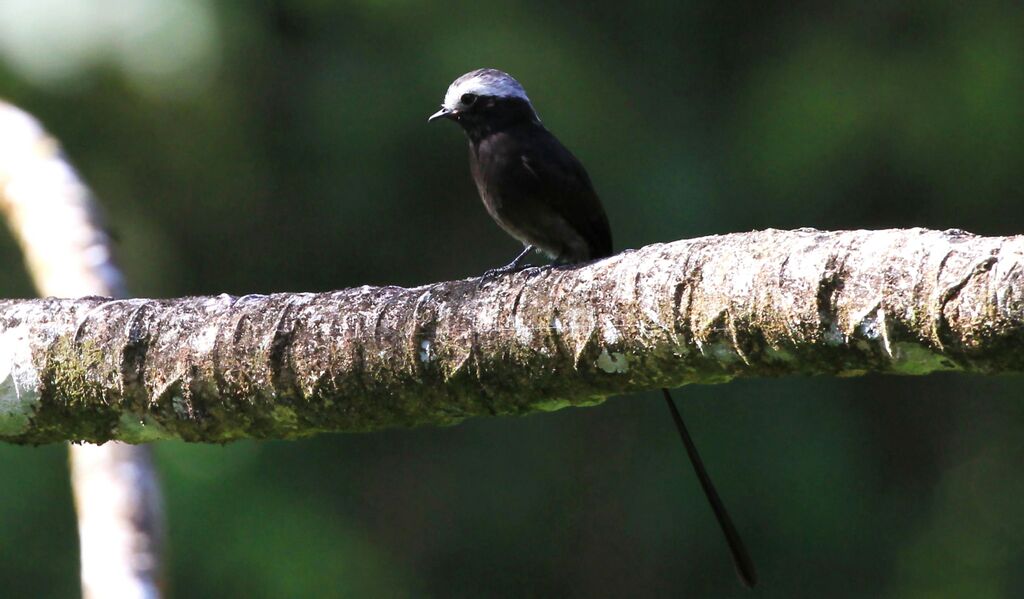 Long-tailed Tyrant