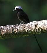 Long-tailed Tyrant