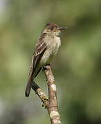 Northern Tropical Pewee