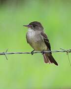 Northern Tropical Pewee