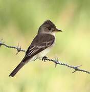 Northern Tropical Pewee