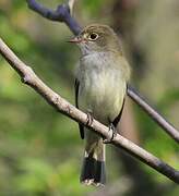 Alder Flycatcher