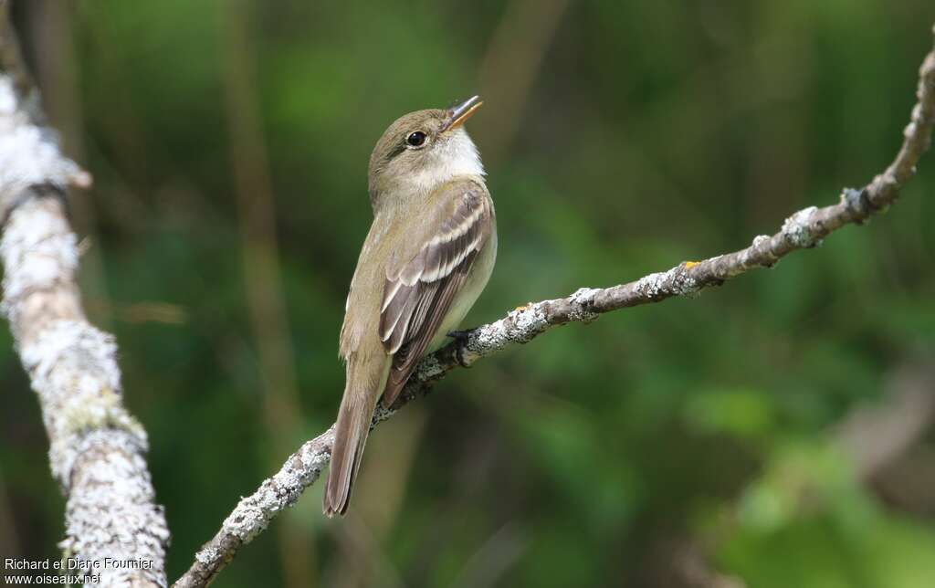 Alder Flycatcher male adult, song