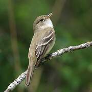 Alder Flycatcher