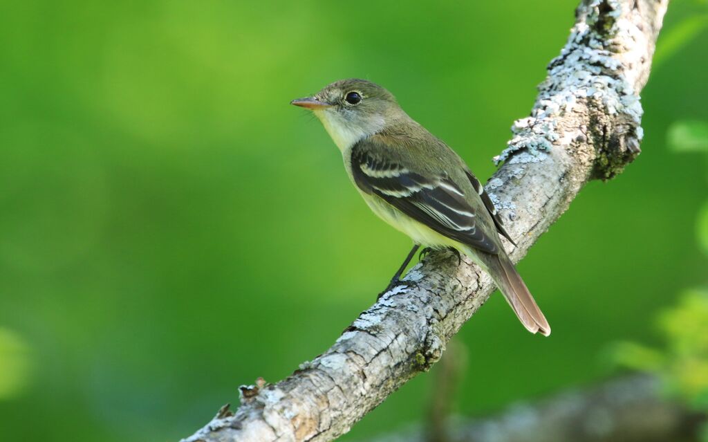 Alder Flycatcher