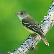 Alder Flycatcher