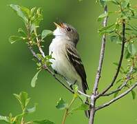 Alder Flycatcher