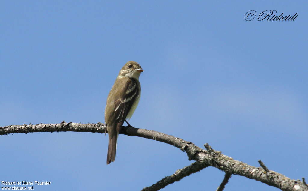 Willow Flycatcheradult, pigmentation, Behaviour