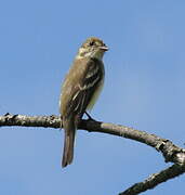 Willow Flycatcher